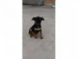 Adopt Tantor a Miniature Pinscher Beagle