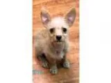 Adopt Lucy a TanYellowFawn Terrier (Unknown Type Small)  Mixed d