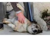 Adopt Honey Boo a Akita Boxer