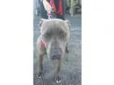 Adopt Pretty Momma a Tan or Fawn Domestic Shorthair  Mixed cat i