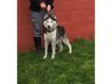 Adopt Lily - available 528 a Black - with White Siberian Husky  