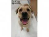 Adopt Jax a Labrador Retriever Yellow Labrador Retriever