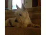 Adopt Petunia a White Westie West Highland White Terrier  Mixed 