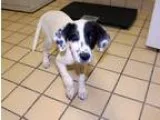 Adopt Clover a White - with Black Jack Russell Terrier  Mixed do