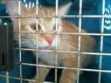 Adopt ELVIRA a Domestic Shorthair  Mixed (short coat) cat in Tul