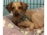 Adopt Jefferson a TanYellowFawn Poodle (Miniature)  Mixed dog in