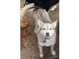 Adopt Akira a GraySilverSalt and Pepper - with White Siberian Hu