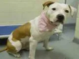 Adopt SKITTLEZ a American Pit Bull Terrier  Mixed dog in Anchora
