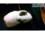 Guinea pig male