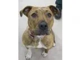 Adopt Tootsie a Pit Bull Terrier