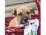 Adopt Lovey-Adopted a Shepherd Boxer