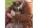 Adopt Nancy- N a Miniature Pinscher Manchester Terrier