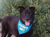 Barney - Male Labrador Retriever Mix