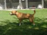 american pitbull - Price: 250