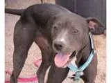 Adopt Snoopy a Black - with White Labrador Retriever  Shar Pei  