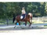 Unique Opportunity to own this flashy Hanoverian gelding