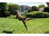 Adopt Sheana a Boxer