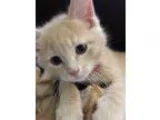 Adopt Moses a Domestic Shorthair cat in Sioux Falls SD (15659087