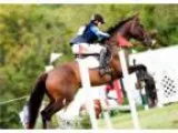 Wonderful Warmblood Gelding - awesome opportunity