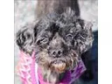 Adopt Oscar a Poodle (Miniature)  Mixed dog in Quakertown PA (15