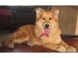 Adopt Scarlet a RedGoldenOrangeCh estnut Golden Retriever  Mixed
