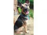 Adopt Utah a German Shepherd Dog  Mixed dog in Raleigh NC (15615