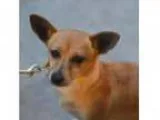 Adopt Sonia a TanYellowFawn Toy Fox Terrier dog in Culver City C