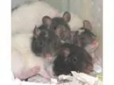 Adopt Mike a Rat Rat