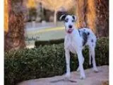 Adopt Isabel a Great Dane
