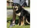 Adopt smiley a Australian Shepherd