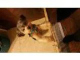 9 MONTH OLD YORKSHIRE TERRIOR FOR SALE Very energetic and playfu
