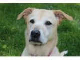 Adopt Bell a TanYellowFawn Labrador Retriever  Mixed dog in Bowi