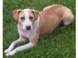 Adopt Rosie a TanYellowFawn - with White Beagle  Collie  Mixed d