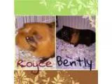 Teacup pig for sale - Price: $500.00