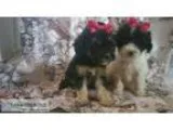 Poodle puppies for sale