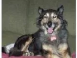 Adopt Shelley a Tricolor (TanBrown and Black and White) Australi