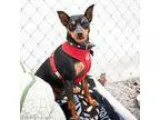 Adopt Frankie a Miniature Pinscher
