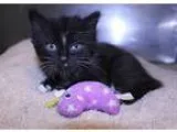 Adopt Felix a Black and White or Tuxedo Domestic Mediumhair (med