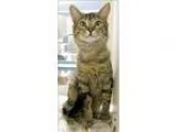Adopt Roland a Domestic Shorthair  Mixed cat in Topeka KS (15521