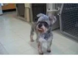 Adopt Lucy a Schnauzer