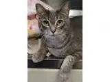 Adopt Slinkey a Domestic Shorthair  Mixed cat in Ann Arbor MI (1