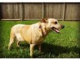 Adopt Shadow the Lover of Children a Australian Cattle Dog  Mixe