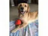 Adopt Dolly a Golden Retriever