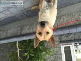 Chief - German Shepard Mix