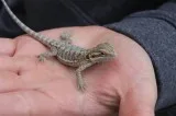 Bearded Dragon Hatchlings-Reptiles