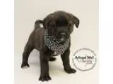 Adopt Curly a Brindle - with White Labrador Retriever  Chow Chow