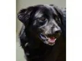 Adopt Oscar a Black - with White Flat-Coated Retriever  Mixed do