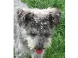Adopt Tommy a GraySilverSalt and Pepper - with White Standard Sc