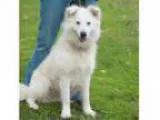 Adopt Rio a White Great Pyrenees Samoyed Mixed dog in New Mart