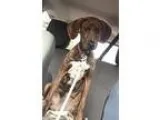 Adopt Bailey a BrownChocolate Hound (Unknown Type)  Mixed dog in